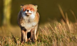 Küsschen Küsschen Küsschen! von Wilderlicht