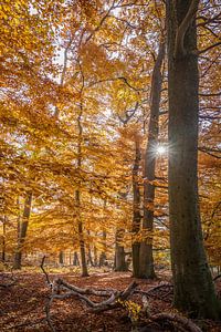 Herbstsonne in den Buchenwäldern im Taunus