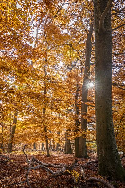 Herbstsonne in den Buchenwäldern im Taunus van Christian Müringer
