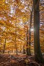 Herbstsonne in den Buchenwäldern im Taunus van Christian Müringer thumbnail