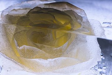 Gelb-weiße Rose in Eis 3 von Marc Heiligenstein