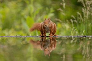 Eichhörnchen am Wasser von Tanja van Beuningen