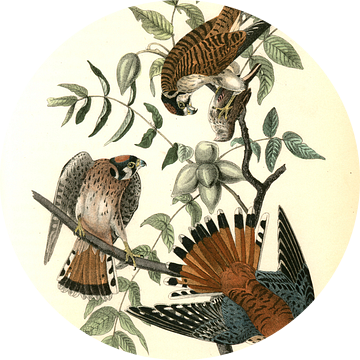 Havik, Sparrow Hawk., Audubon, John James, 1785-1851