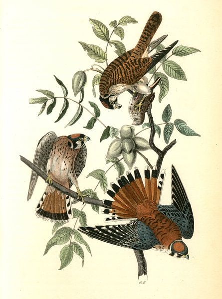 Havik, Sparrow Hawk., Audubon, John James, 1785-1851 van Liszt Collection