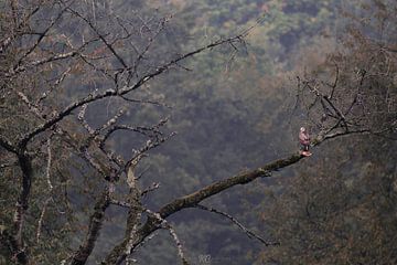 Buzzard sitting on a branch by Ken Costers