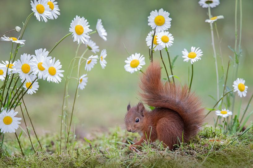 jeune écureuil entre les marguerites par Ina Hendriks-Schaafsma