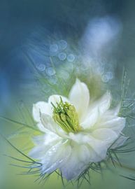 Miss White Nigella von Christl Deckx