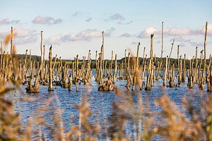 Forêt morte dans le Peenetalmoor près d'Anklam sur Werner Dieterich