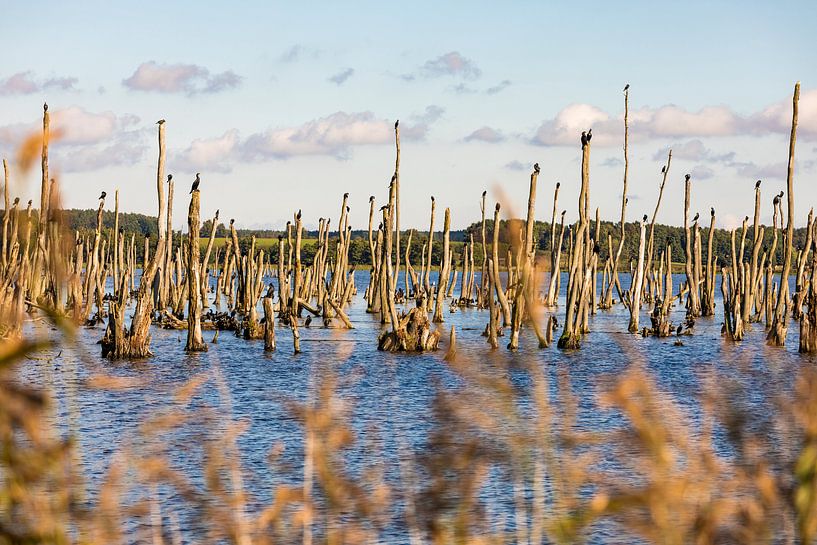 Dead forest in the Peenetalmoor near Anklam by Werner Dieterich