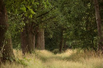 " In het bos "