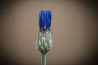 Geschlossene Kornblume