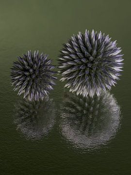 Samen: Twee distelbollen samen met abstracte spiegeling van Marjolijn van den Berg