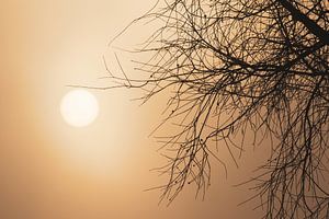 Mistige Winter Boom Zonsopgang