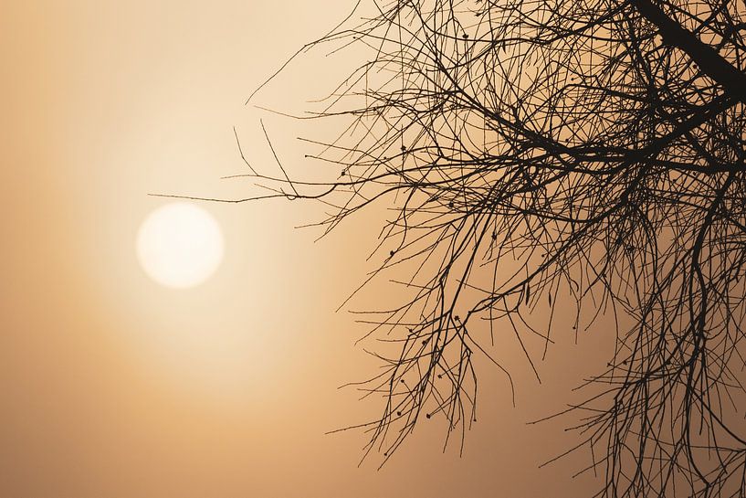 Misty Winter Sunrise Tree by Imladris Images