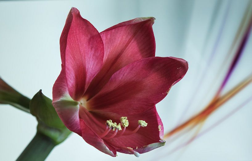 Flower van Tomas S.