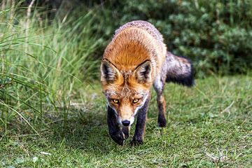 Fox in the Amsterdam Water Supply Dunes by Sander Jacobs