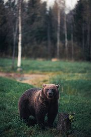 Face à face avec l'ours – Un portrait saisissant de la nature sur Milene van Arendonk