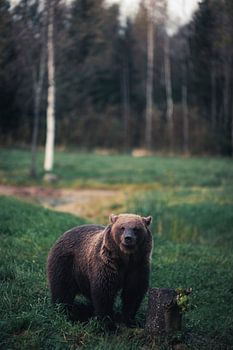 Face to Face with the Bear – A Powerful Nature Portrait