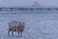 L'hiver sur les moutons de Texel dans la neige fraîche par Texel360Fotografie Richard Heerschap Aperçu