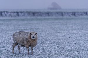 Winter op Texel schaap in de verse sneeuw van Texel360Fotografie Richard Heerschap