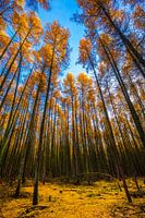 Chute verticale (Steensel, Pays-Bas)