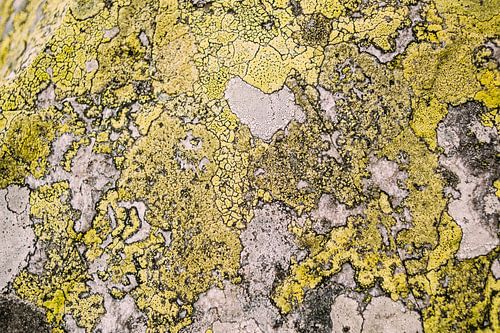 Abstract Moss on Stone