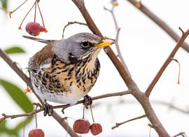 Thrush in apple tree by ManfredFotos