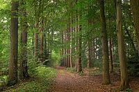 In the forest