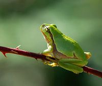 Morgenlicht für den Laubfrosch