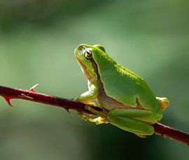 Morning light for the tree frog by Zeno Swijtink
