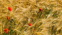 poppies between the grains