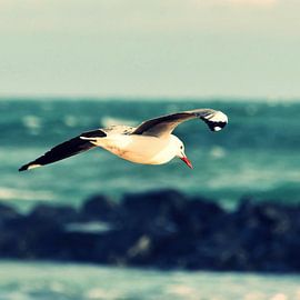Moewe in flight over the sea by Werner Lehmann