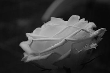 roos van Hettie Linders