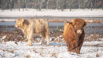 Scottish Highlanders on a sunny winter day