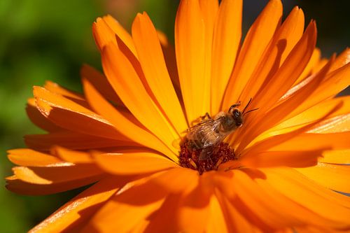 Honingbij op Goudsbloem ( Apis melifera op Calendula officinalis