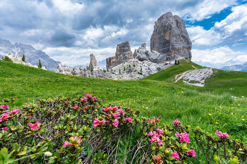 Alpine rose with Cinque Torri in the background by Rene Siebring