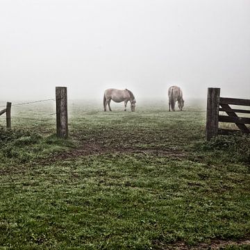 Mystische pferde im nebel (nr. 4 von 8)