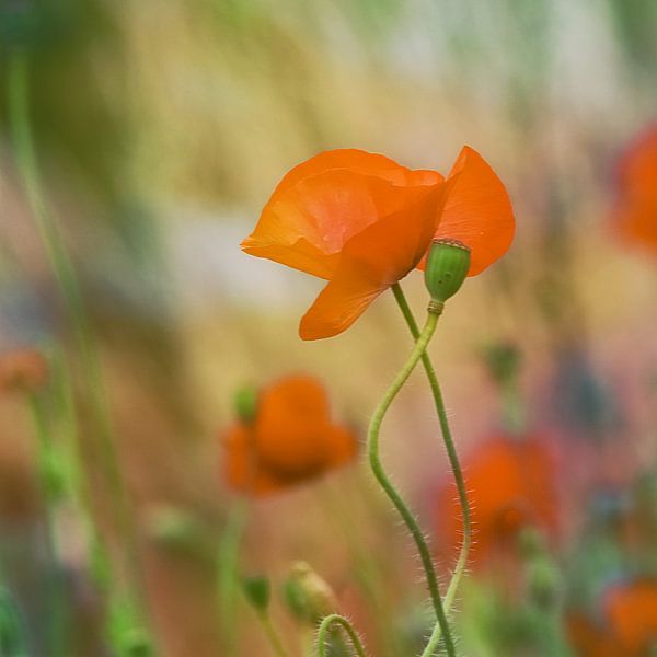 Mohnorange von Yvonne Blokland