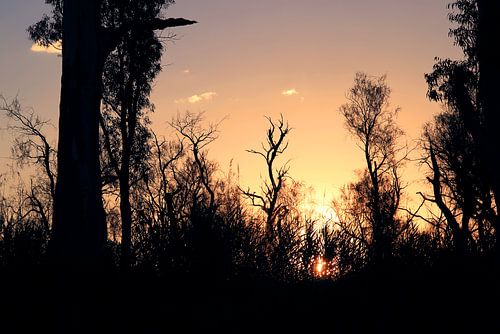 Silhouetten der Dämmerung von Inspiration