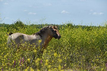 Paarden bij Palmerswaard van Cilia Brandts