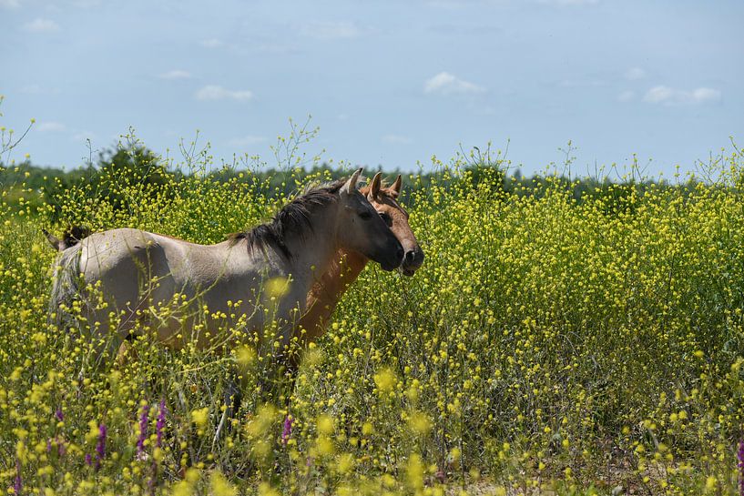 Paarden bij Palmerswaard by Cilia Brandts