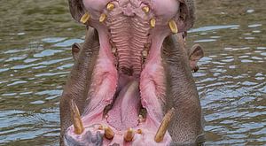 Grande bouche
