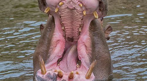 Big mouth