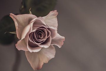 Old rose by Liliane Jaspers