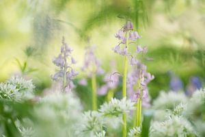 Le printemps en beauté ! ( Photo joyeuse de fleurs printanières)