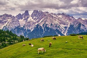Alm am Monte Cristallo in Südtirol