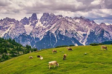 Alpenweide op de Monte Cristallo in Zuid-Tirol van Reiner Würz / RWFotoArt