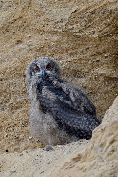 Europese oehoe ( Bubo bubo ), jonge vogel in een zandbak, nog in een Dunenkleid, kijkt in de camera, van wunderbare Erde