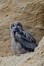 Europese oehoe ( Bubo bubo ), jonge vogel in een zandbak, nog in een Dunenkleid, kijkt in de camera, van wunderbare Erde thumbnail
