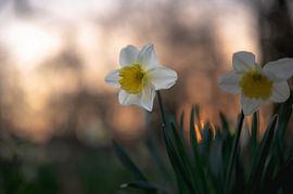 flowers part 258 by Tania Perneel